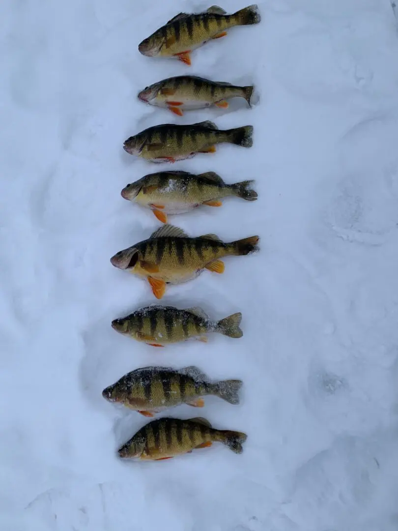 A line of fish in the snow